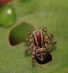 Stenaelurillus lesserti