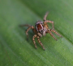 Stenaelurillus lesserti