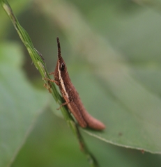 Neorthacris