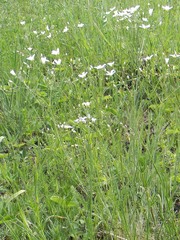 Eremogone longifolia