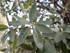 Quercus peninsularis