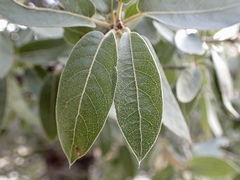 Quercus peninsularis