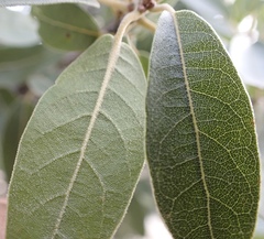 Quercus peninsularis