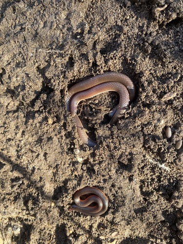 Common Wormsnake