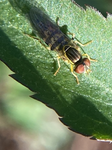 Unknown species found near Orange County, NC, USA