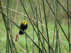Chrysomus icterocephalus