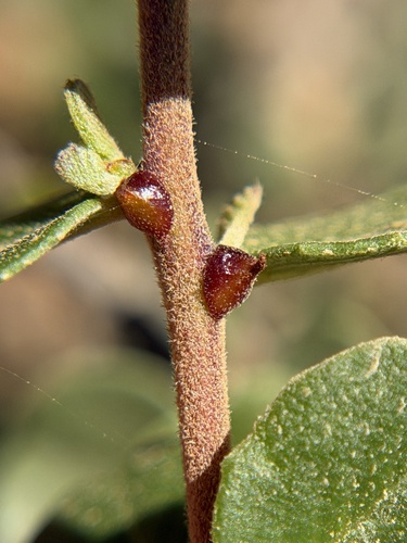 Wart-stemmed Ceanothus (Ceanothus verrucosus)