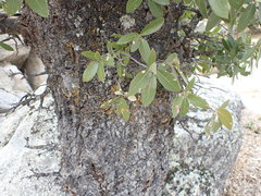 Quercus peninsularis