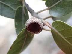 Quercus peninsularis