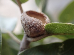 Quercus peninsularis