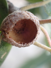 Quercus peninsularis