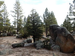 Quercus peninsularis