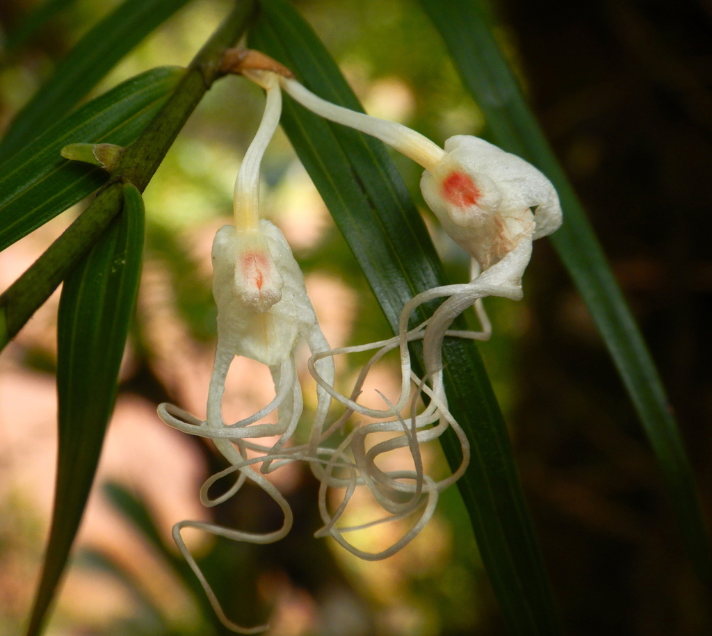Dendrobium camaridiorum Rchb.f.