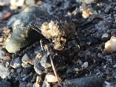 Thanatophilus lapponicus