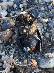 Thanatophilus lapponicus