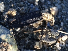 Thanatophilus lapponicus