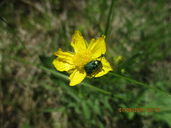Cryptocephalus sericeus