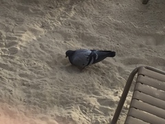 Columba livia