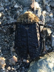 Thanatophilus lapponicus