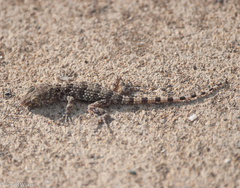 Tenuidactylus caspius