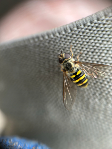 Unknown species found near Deep Hollow Rd, Browns Mills, NJ, US
