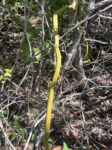 wormvine orchid (Vanilla barbellata)