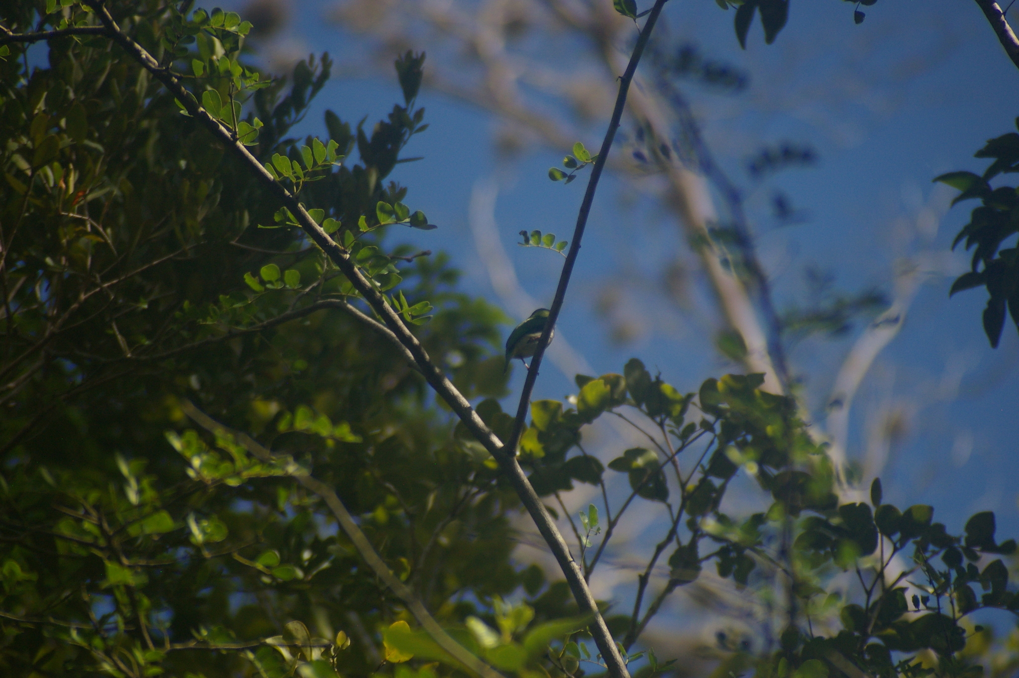 Puerto Rican Tody (Todus mexicanus), photo 6