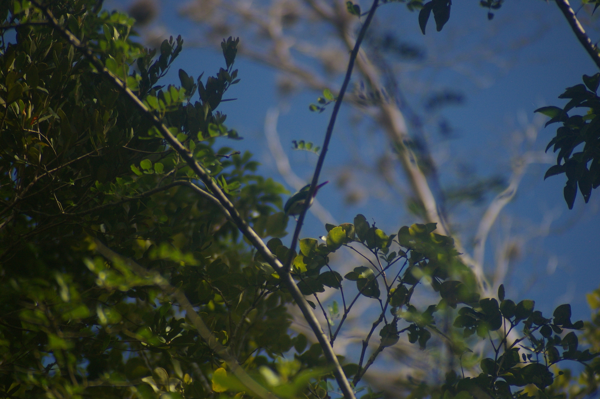 Puerto Rican Tody (Todus mexicanus), photo 7