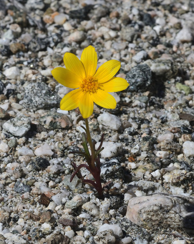 Bigelow's tickseed (Leptosyne bigelovii)