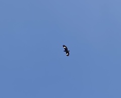 Acridotheres javanicus