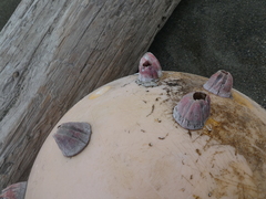 Megabalanus