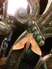 Xylophanes libya