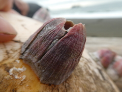Megabalanus
