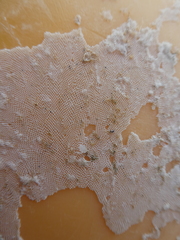 Jellyella tuberculata