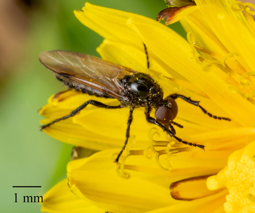 Dilophus orbatus photo 5