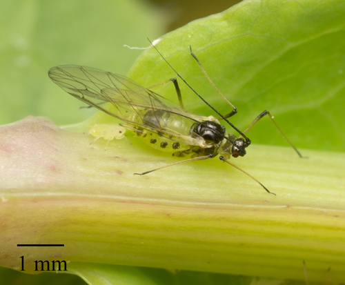 Currant-sowthistle Aphid