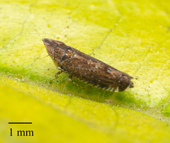 Scaphytopius loricatus