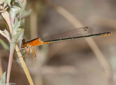 Ischnura fountaineae