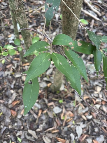 White Stopper (Eugenia axillaris)