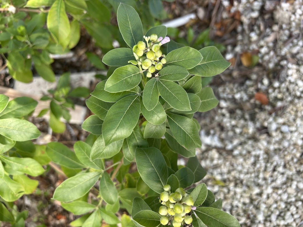 Simpleleaf Chastetree (Vitex trifolia)