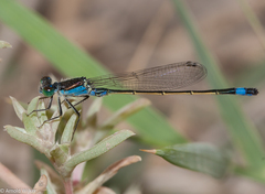 Ischnura fountaineae