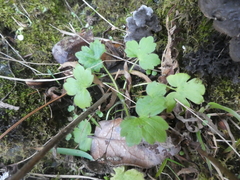 Ranunculus uncinatus