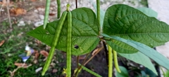 Vigna radiata radiata