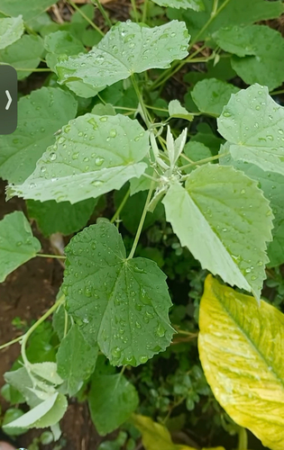Abutilon incanum observed 2026-03-12