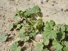 Malva parviflora