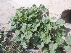 Malva parviflora
