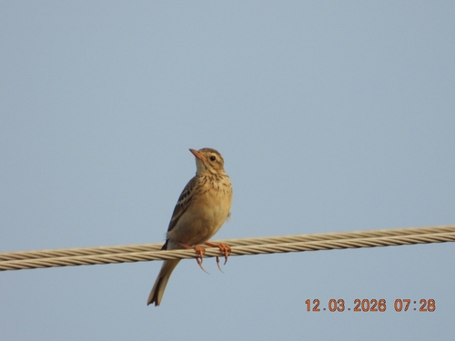 Blyth's Pipit, Valliyur, Tamil Nadu 627117, India, photo 6 of 10