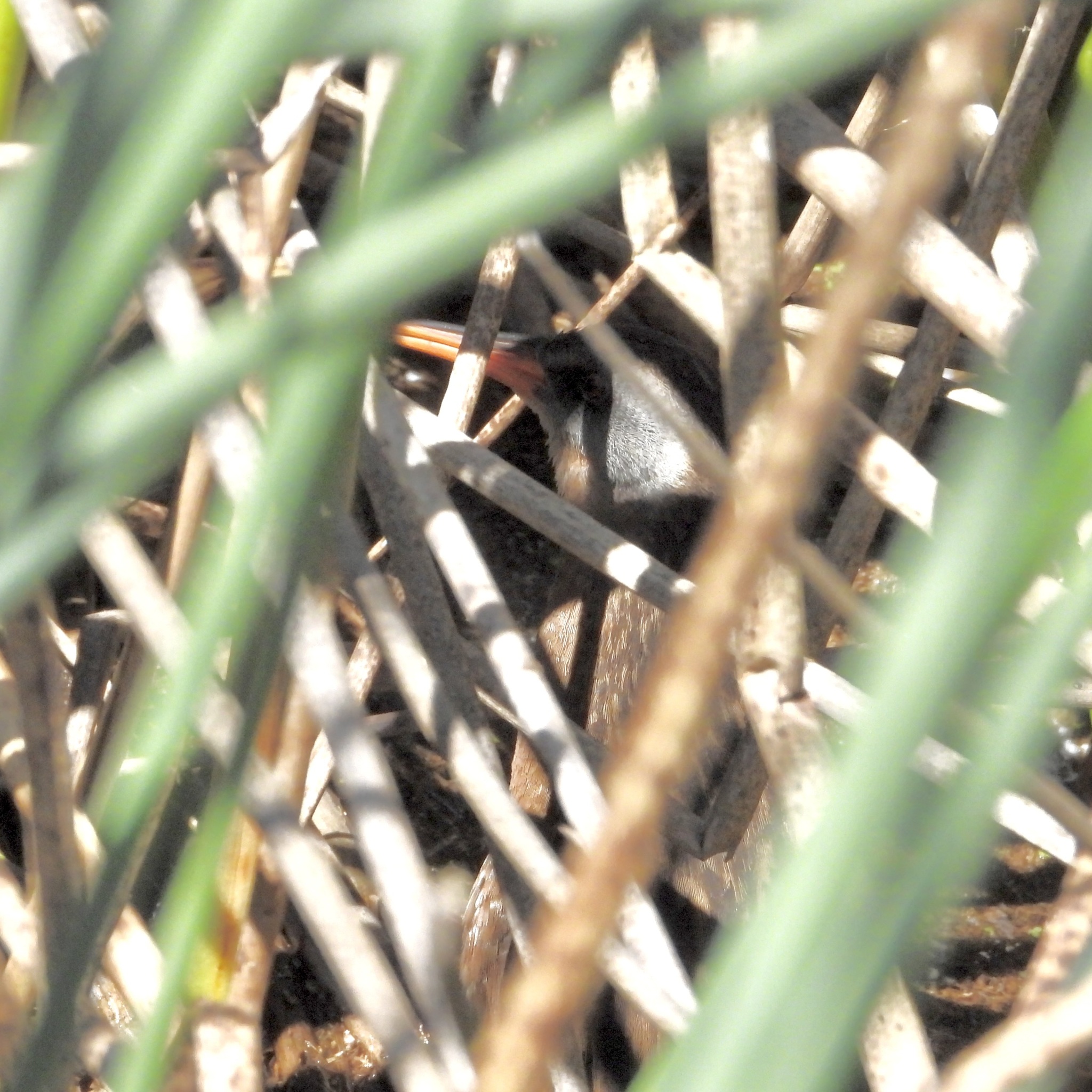Virginia Rail (Rallus limicola), photo 4