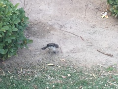 Mimus polyglottos
