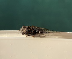 Myopsalta septa